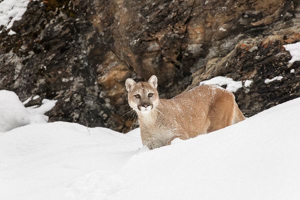 Cougar or Mountain Lion in deep winter snow-Puma concolor-controlled situation
